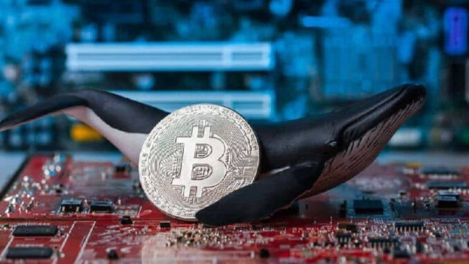 kipto-balinalari-buyuk-olcude-bitcoini-stokluyor-bu-ne-anlama-geliyor-kMUGhwgY.jpg